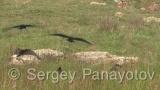 Video of Glossy Ibis - Glossy Ibis is hunting in the lake in the summer